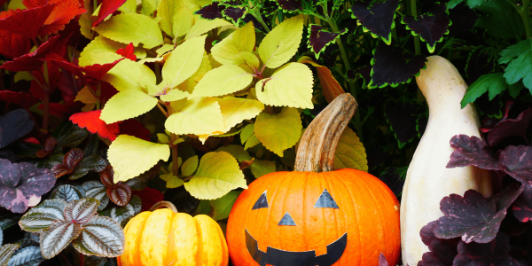 6 tips para decorar tu jardín de cara a Halloween